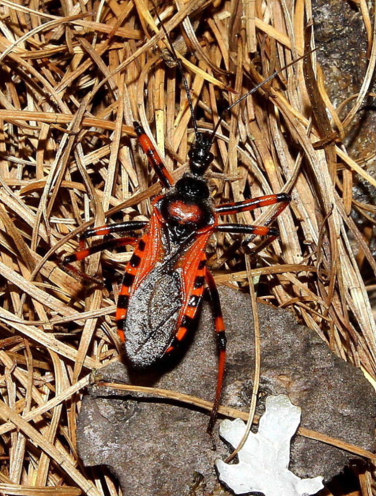 Rhynocoris ?? da determinare